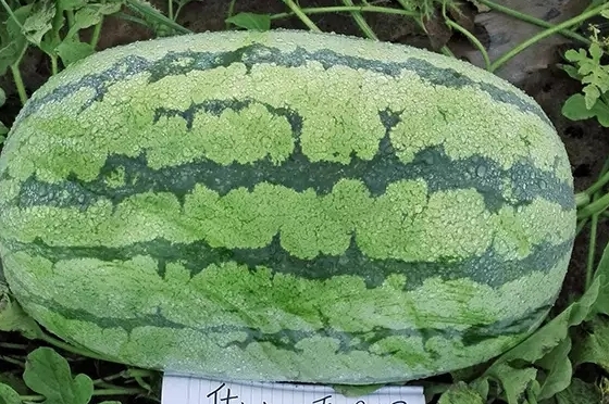 西瓜只為夏天而生嗎？