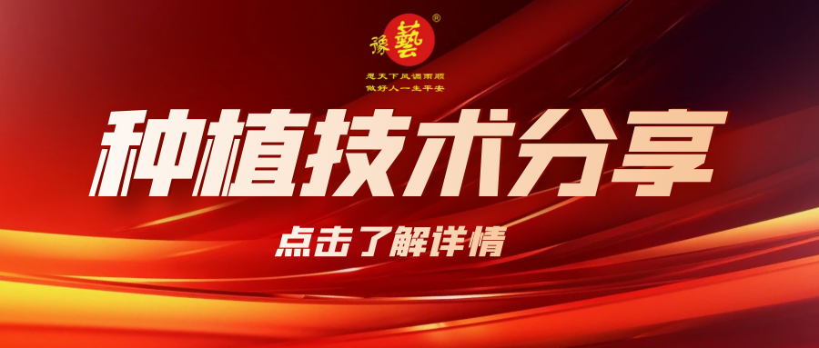 要想種出精品率高的胡蘿卜，這7點(diǎn)要注意！