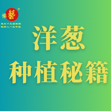 洋蔥種植秘籍：掌握這八點(diǎn)，種出優(yōu)質(zhì)洋蔥！